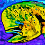 Dorado
