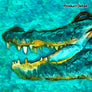 Toothy